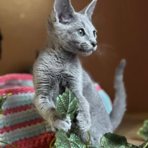 Russian Blue Kittens for Sale UK