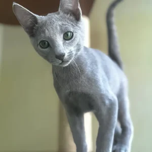 Russian Blue Cats for Sale UK