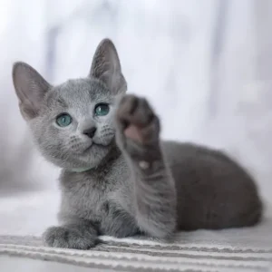 russian blue kittens for sale near me
