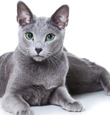 russianblue hero